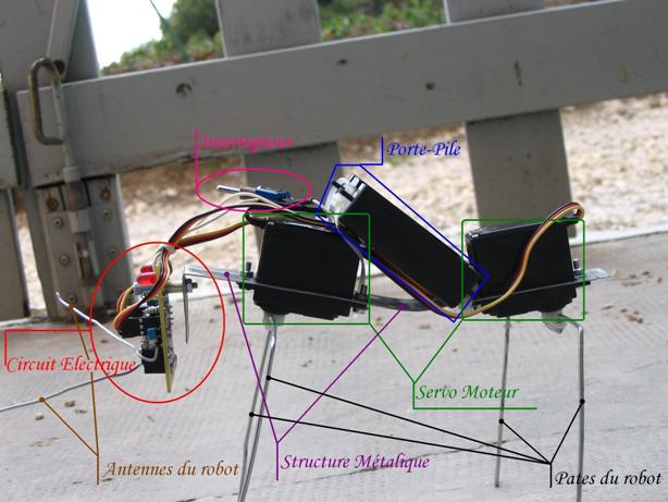 Robot entier